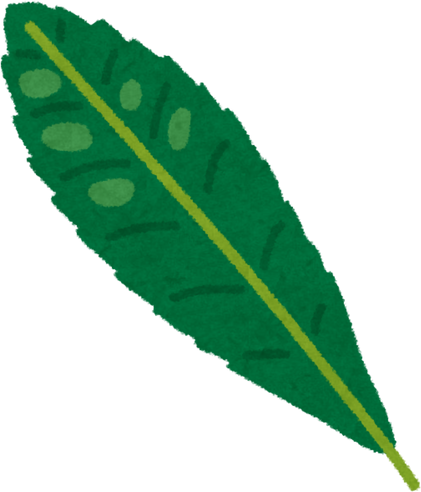 Hand Drawn Loquat Leaf Illustration